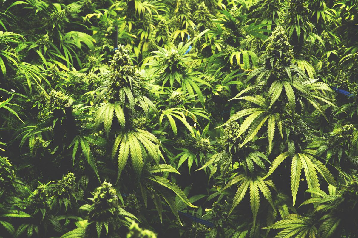 Marihuana planten zo groot als kerstbomen groeiden er