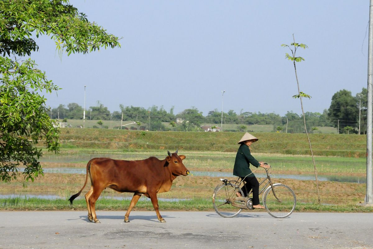 Vietnamese koeienboer