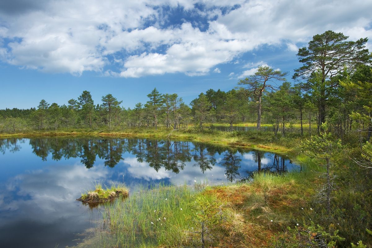 Moeras in het Lahemaa National Park