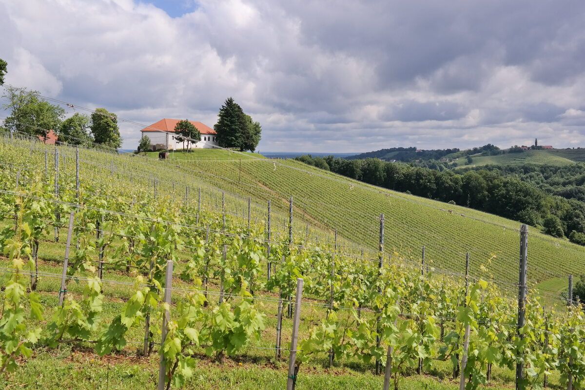 De wijnheuvels van Sloveni