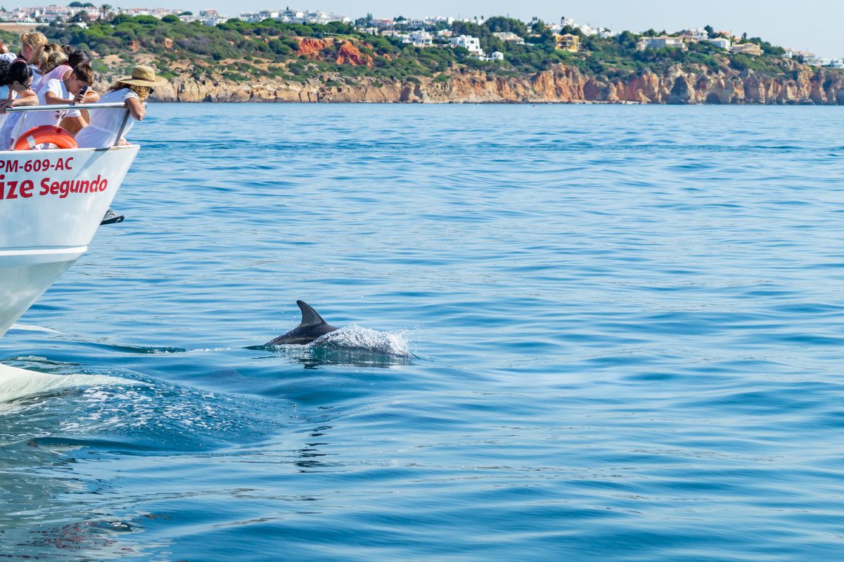 Dolfijnen spotten in Albufeira