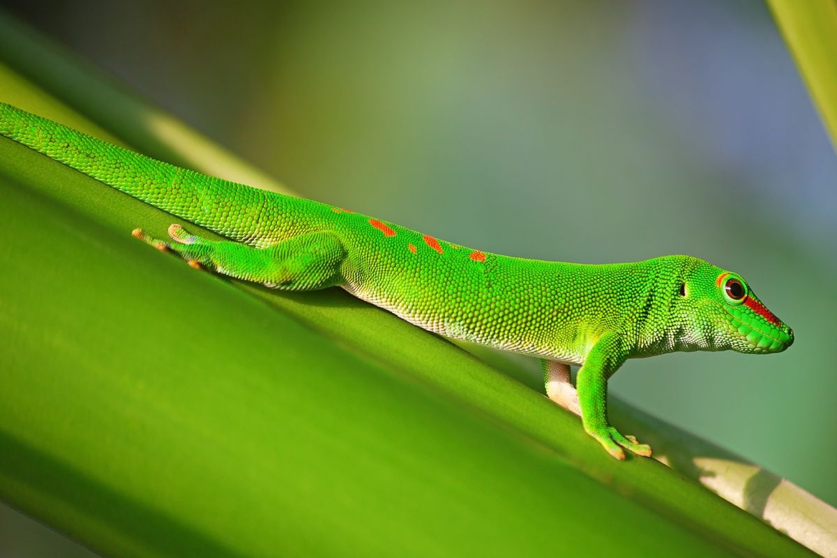 De Madagaskar daggekko