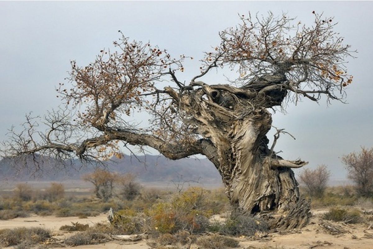 De zeldzame es die afstamt uit de ijstijd