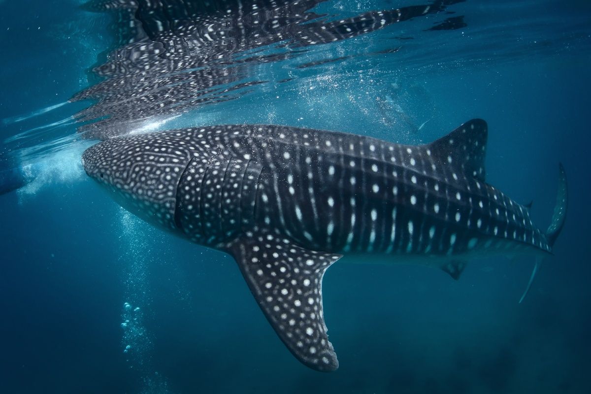 Een gigantische walvishaai