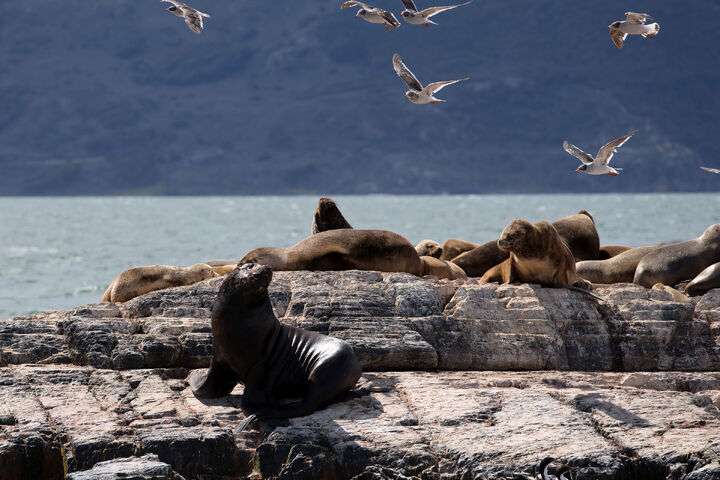 Zeeleeuwen Ushuaia