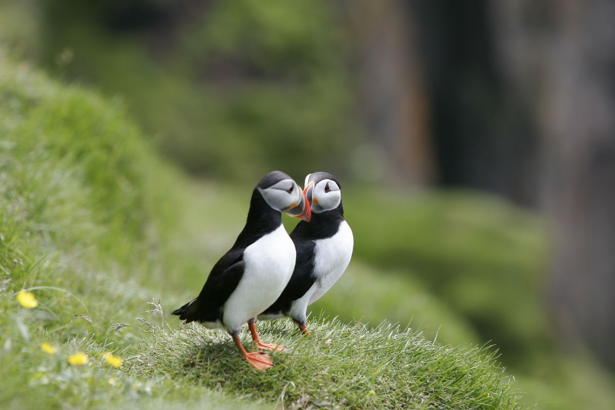 De papegaaiduikers van IJsland