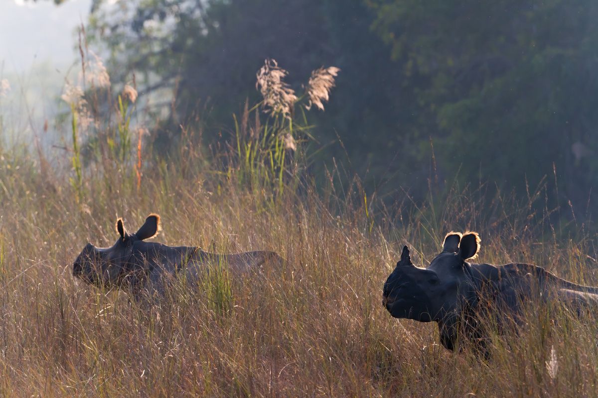 Neushoorns in het Royal Bardiya National Park