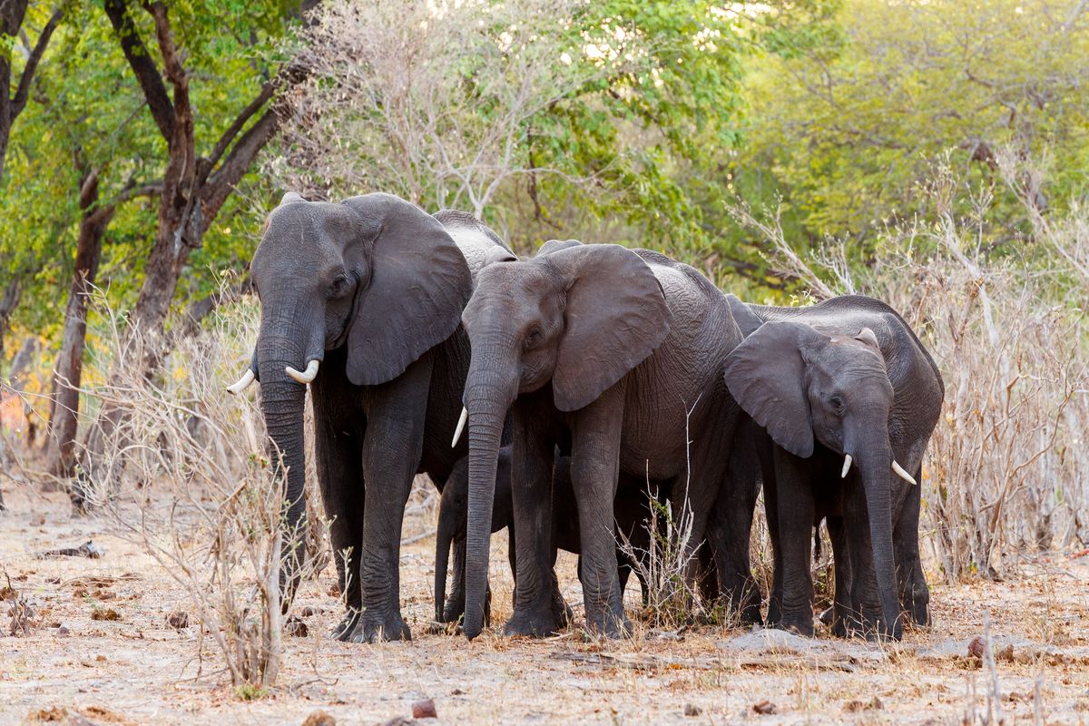 Olifanten in Bwabwata National Park