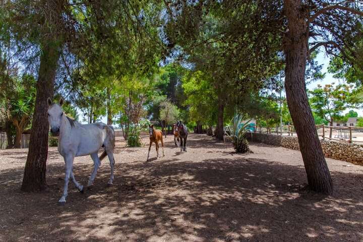 Ga op paardrijles bij de manege van Tenuta don Carmelo