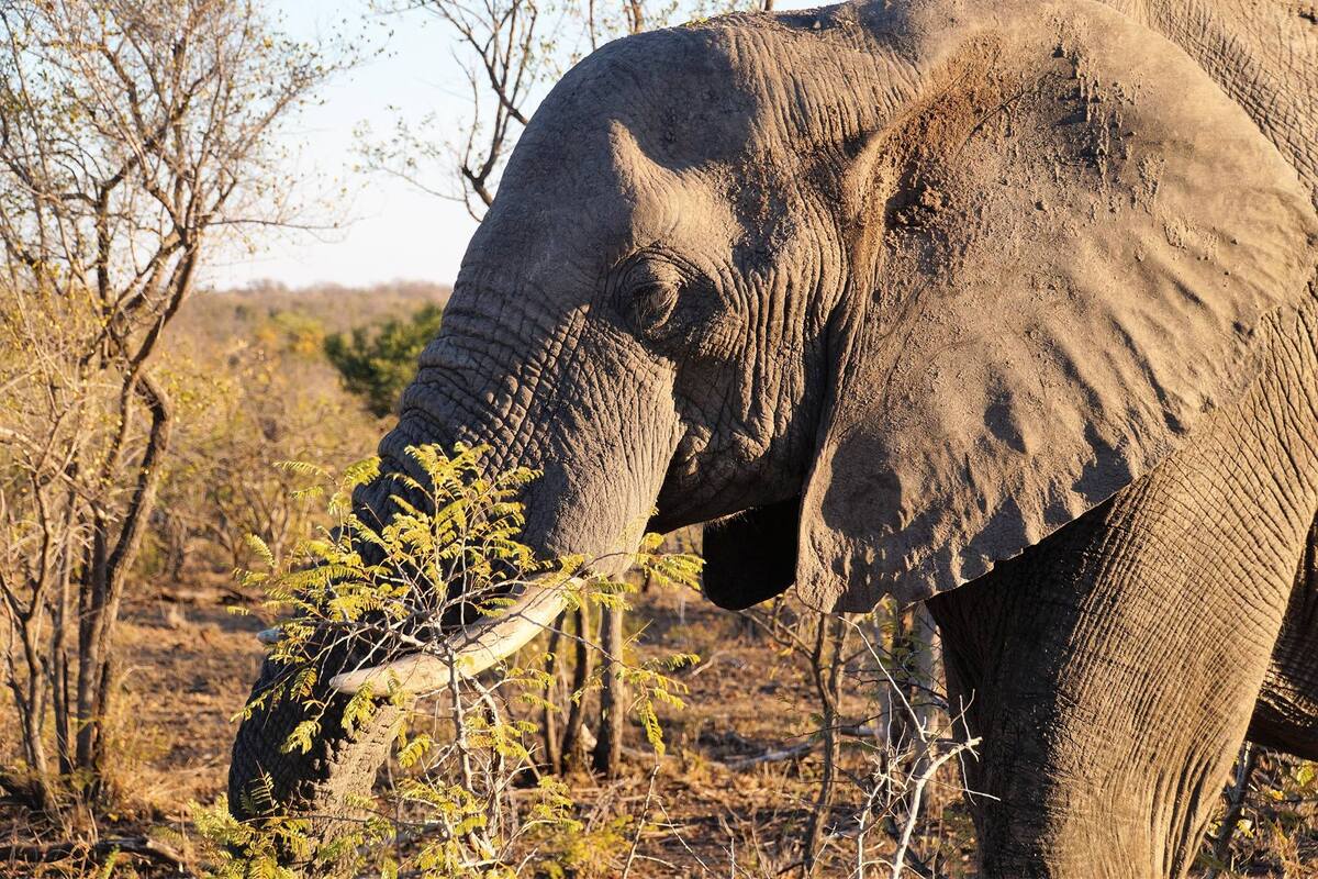 Olifanten spotten