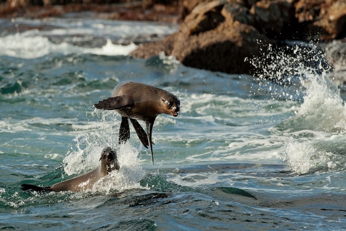 Spelende zeehonden bij Duiker Island