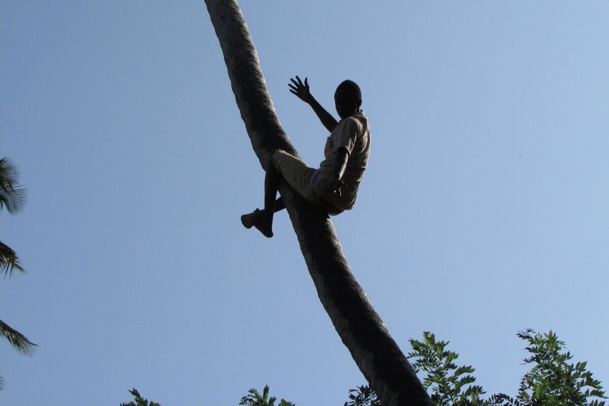 Een entertainer doet trucjes in de palmboom