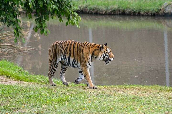 Casela Nature & Leisure Park