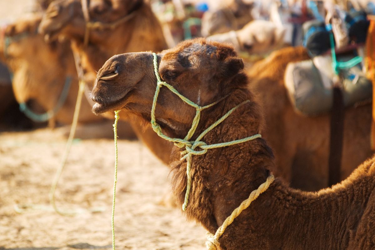 Kameel in Tunesië
