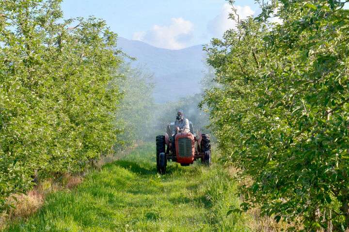 Het sproeien van de appelboomgaard