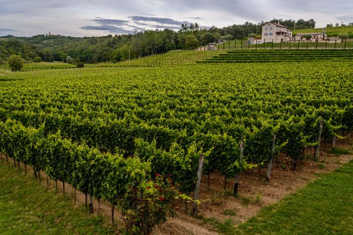 Wijngaard in Istrië