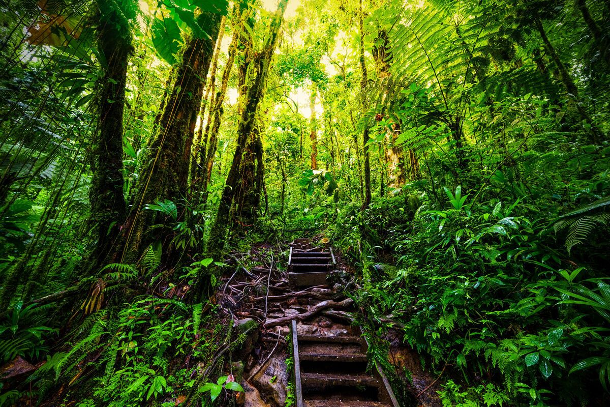 Basse-Terre, het groene gedeelte van Guadeloupe 