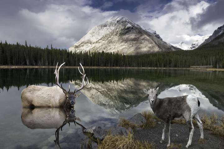 Wildlife in Banff Nationaal Park