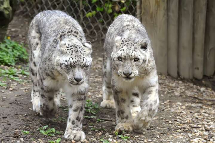 Jigme Dorji National Park