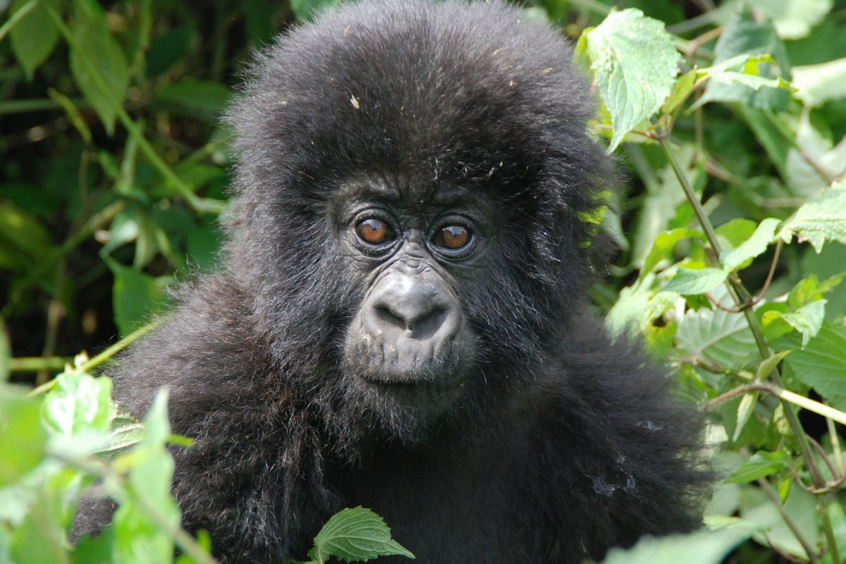 de berggorilla's in Rwanda