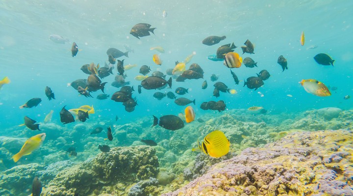 de unieke onderwaterwereld van Bonaire