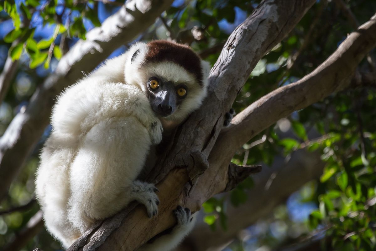 Verreaux Sifaka