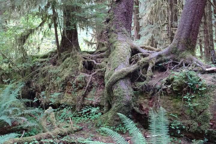 Hoh Rainforest