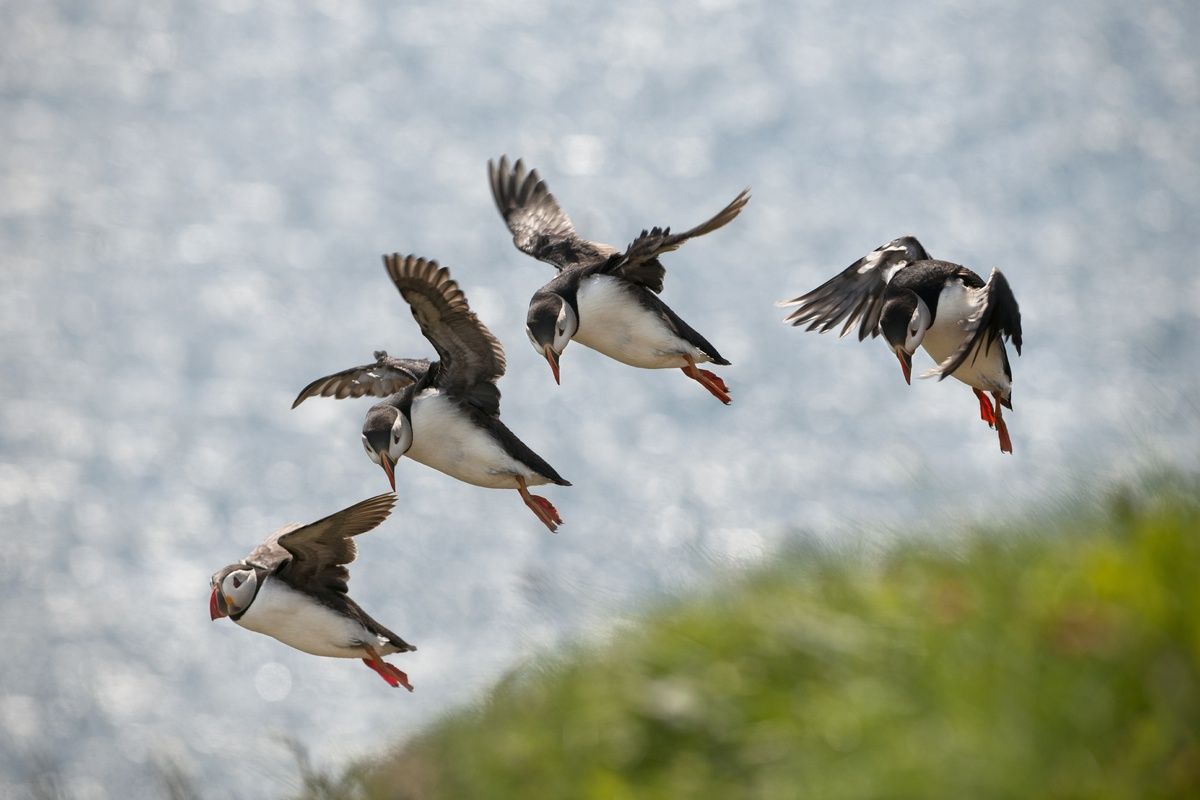 De vogels in Drangey
