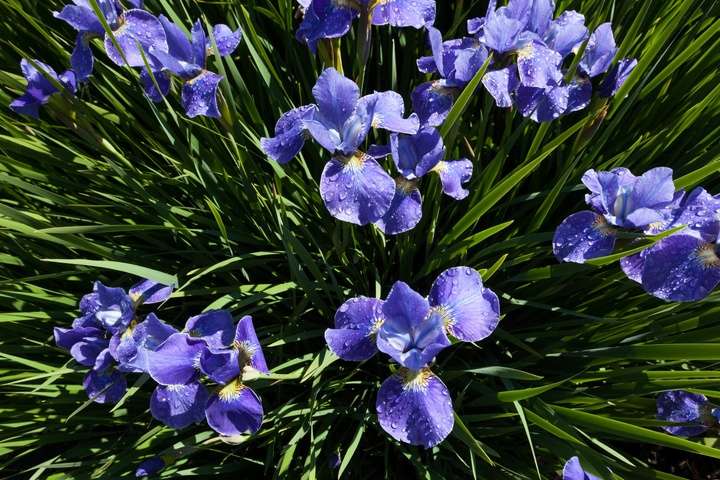 Siberische iris