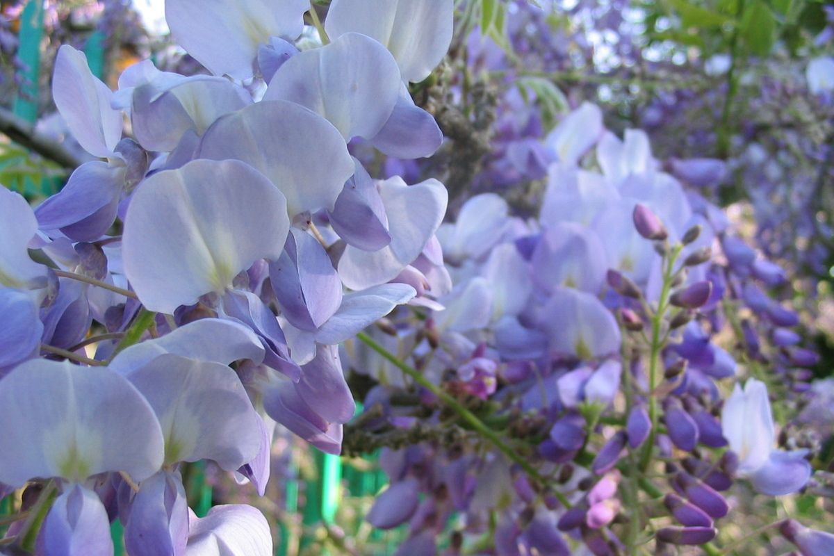 Bloem in botanische tuin
