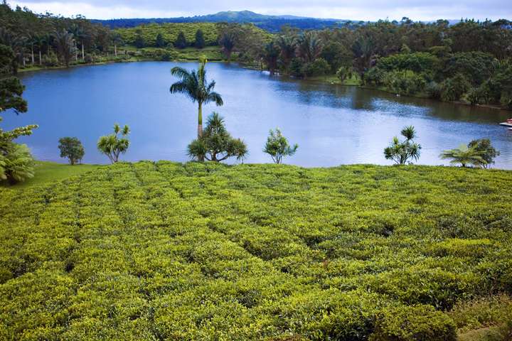 De theeplantages van Bois Cheri