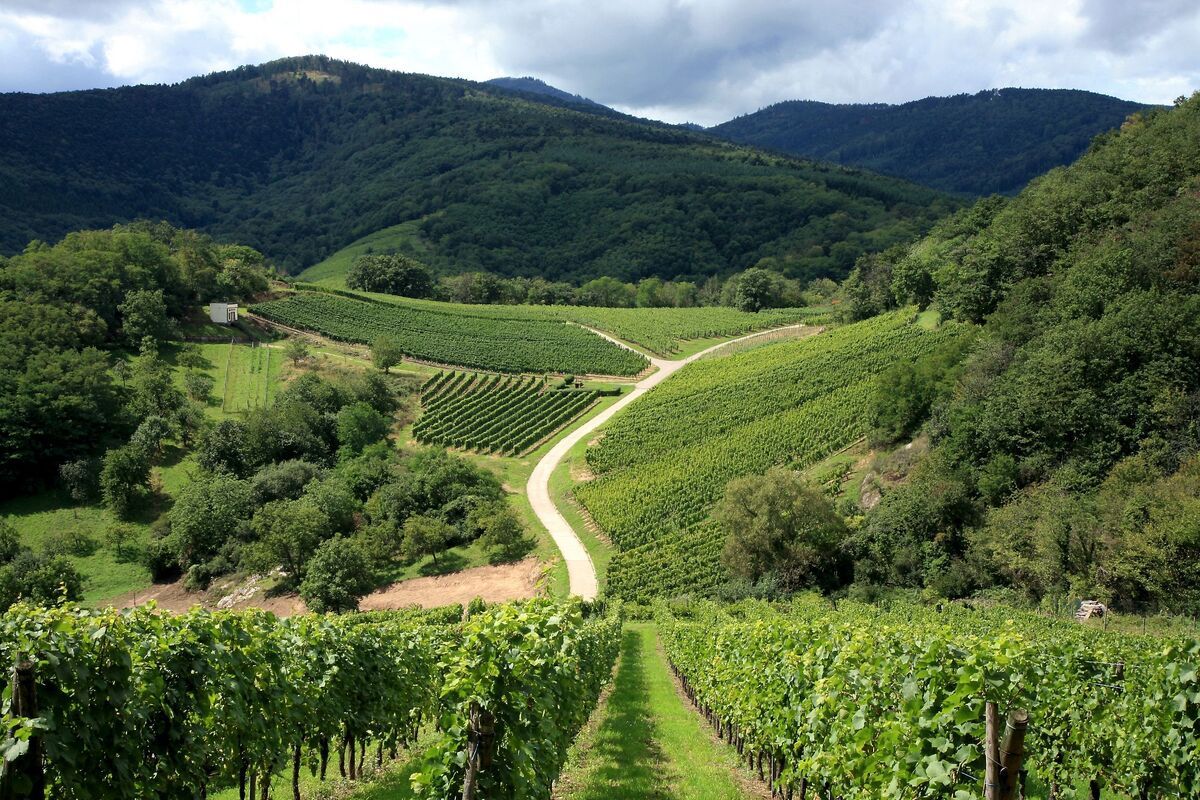 Wijngaarden Bourgondië 