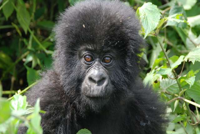 Nationale parken in Rwanda