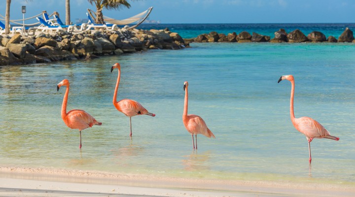 Flamingo's op Renaissance Island