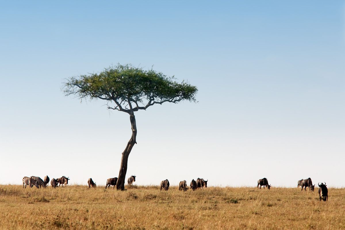 Kenia's natuurparken