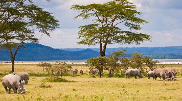 Neushoorn in Zuid-Afrika