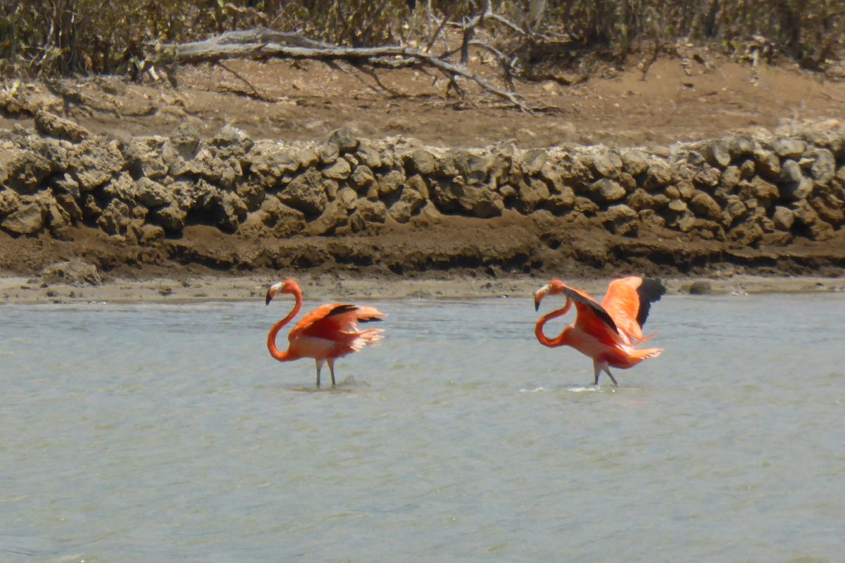 Flamingo's op Cura&ccedil;ao