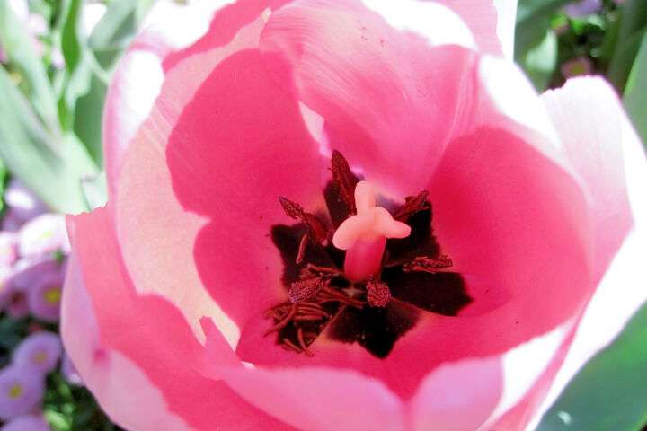 Roze bloemen