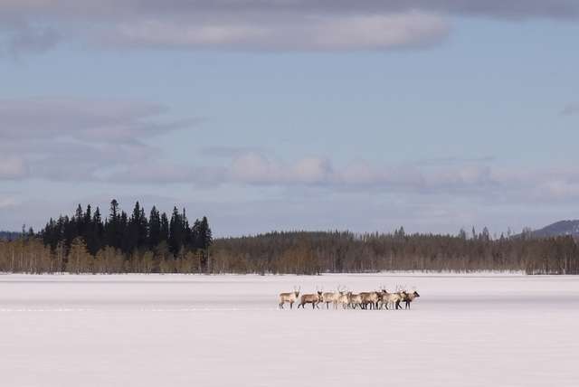 Top 5 leukste activiteiten in Zweeds Lapland