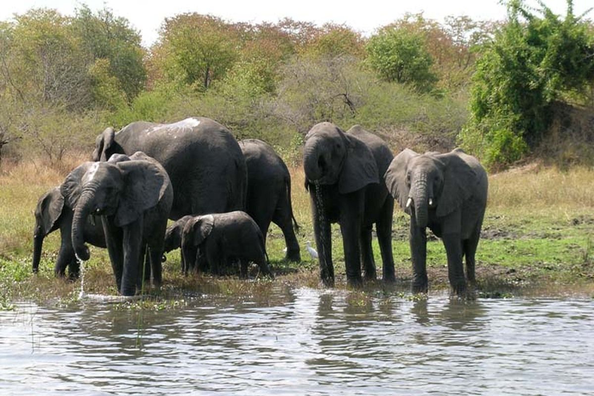 Olifanten Malawi Nationaal Park