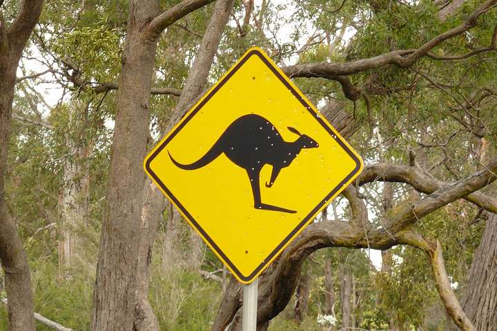 Waarschuwingsbord voor kangoeroes langs de weg