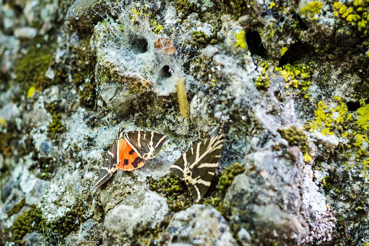 Vlindervallei op Rhodos