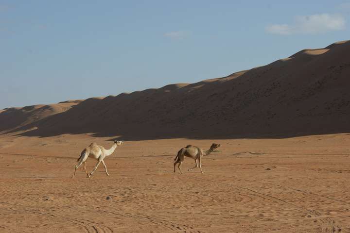 Wahiba Sands
