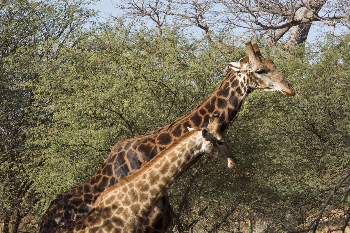 Giraffen in het Fathala Reservaat