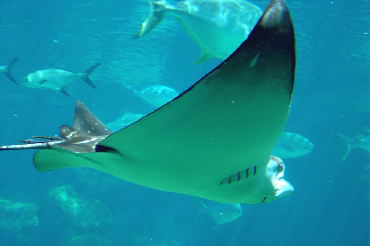 Manta Micronesia