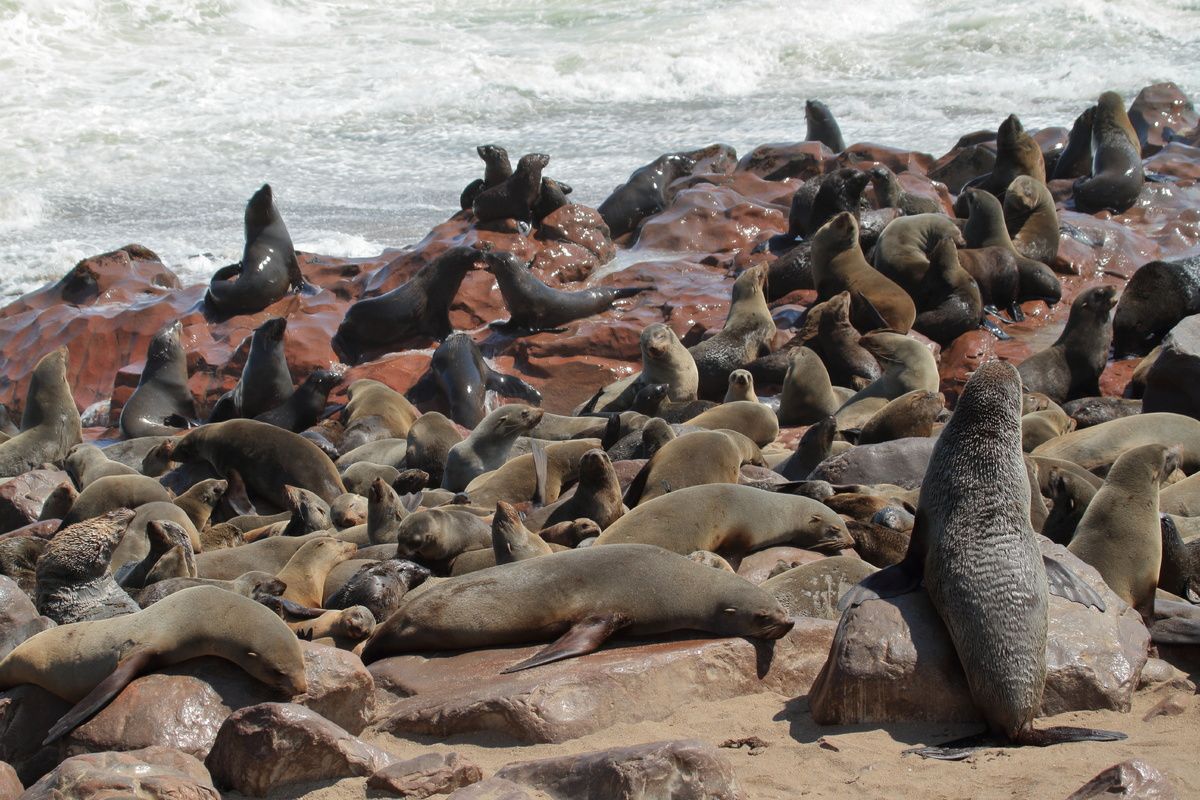 Kaapse pelsrobben op Cape Cross