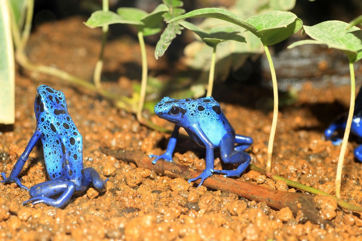Blauwe pijlgifkikker in Suriname