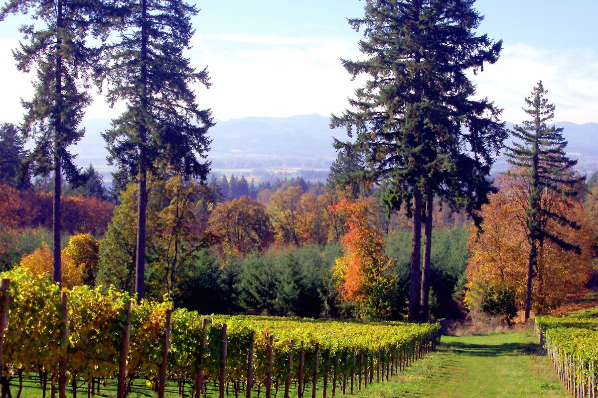 Wijngaard Willamette Valley