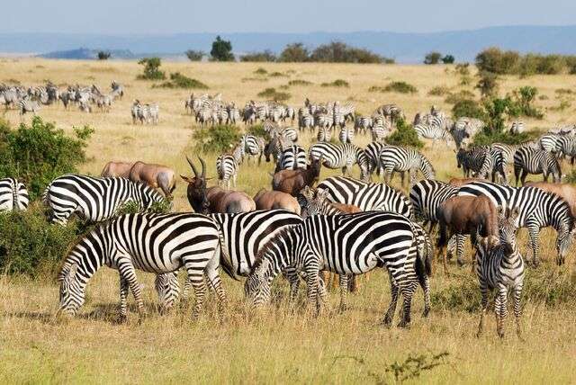 De Grote Trek in Kenia