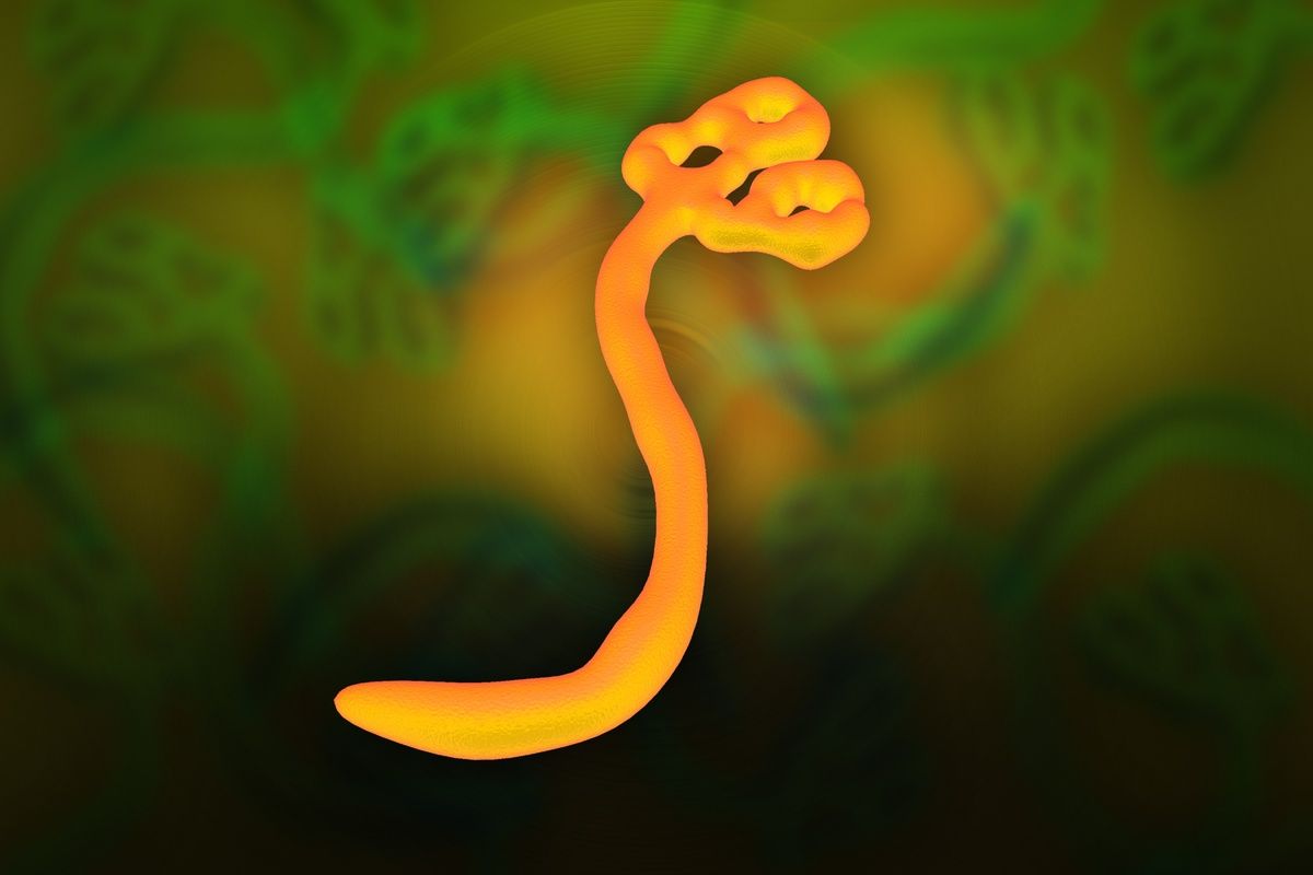 Ebola veroorzaakt bloedingen in het lichaam